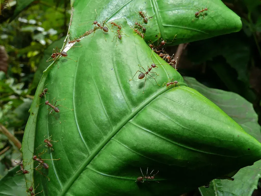 13. Weaver Ants: The Living-Body Construction Crew (Bernard DUPONT, Flickr, CC BY-SA 2.0)