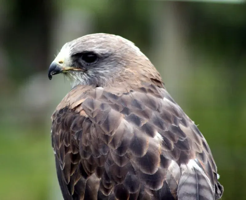 Swainson's Hawk: The Long-Distance Traveler (Image Credits: Flickr)