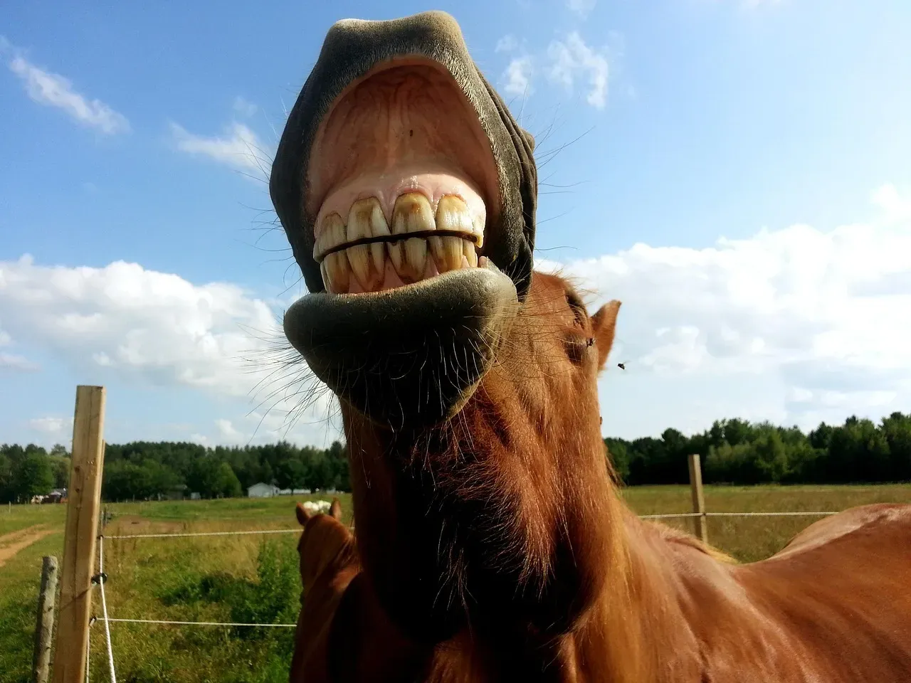 Their Teeth Keep Growing Throughout Their Lives (Image Credits: Pixabay)