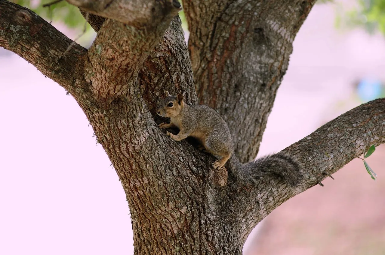 #6. Juvenile squirrels chase purely to learn and play (Image Credits: Pixabay)