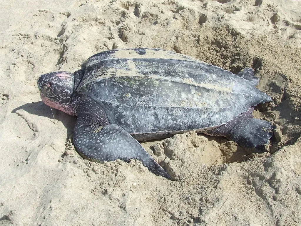 Leatherback Sea Turtle: The Deep-Diving Giant (Image Credits: Flickr)