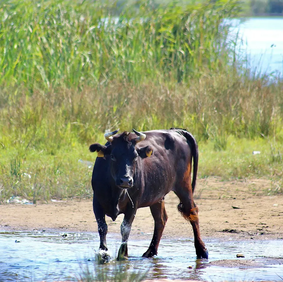 Aries: The Raging Bull (Image Credits: Unsplash)