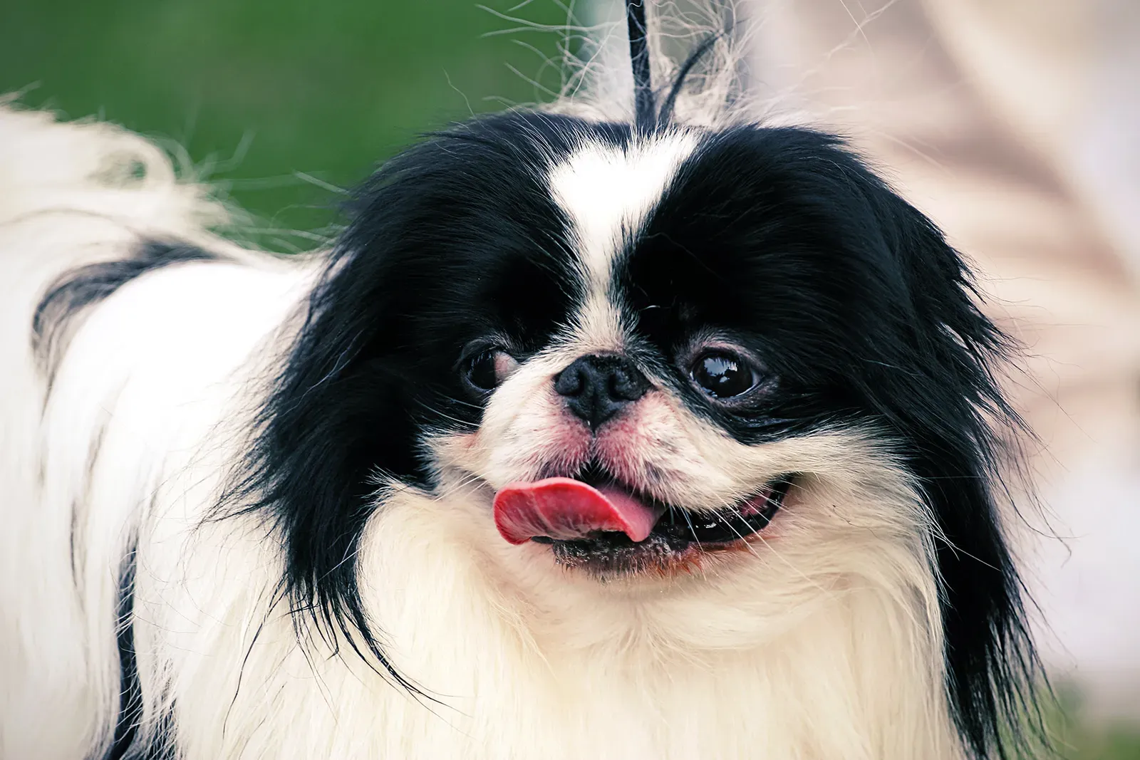 Excessive Panting and Drooling When There's No Reason (Image Credits: Wikimedia)