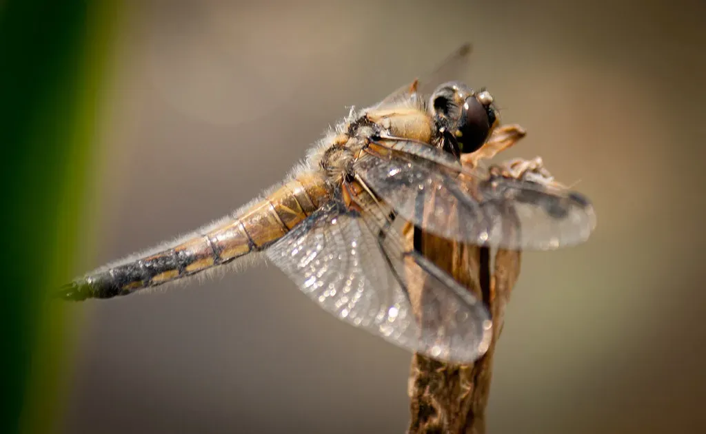 Dragonflies: The Mosquito Terminators You Should Appreciate (Image Credits: Flickr)