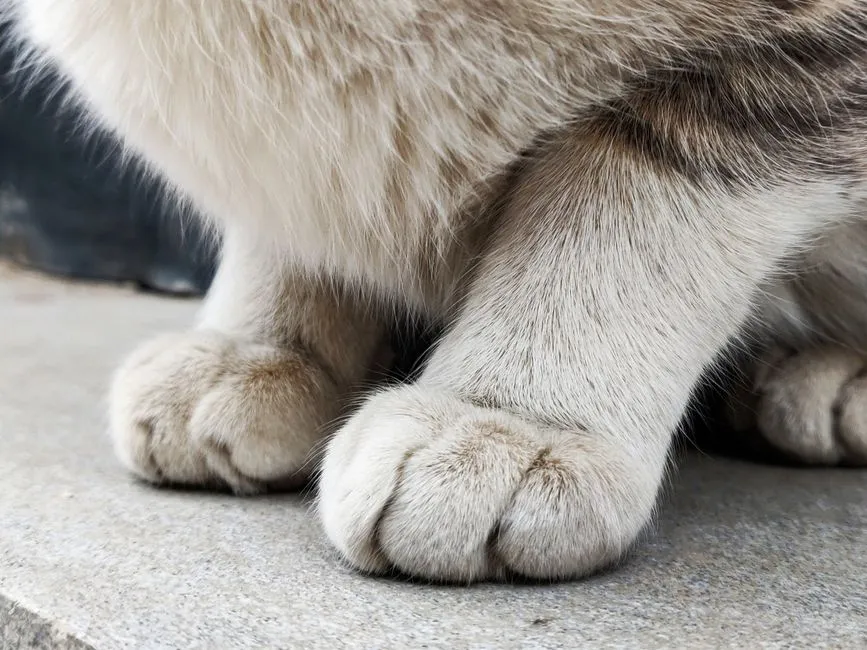 #13 - Declawing as a "Routine" House-Cat Procedure (Image Credits: Pexels)