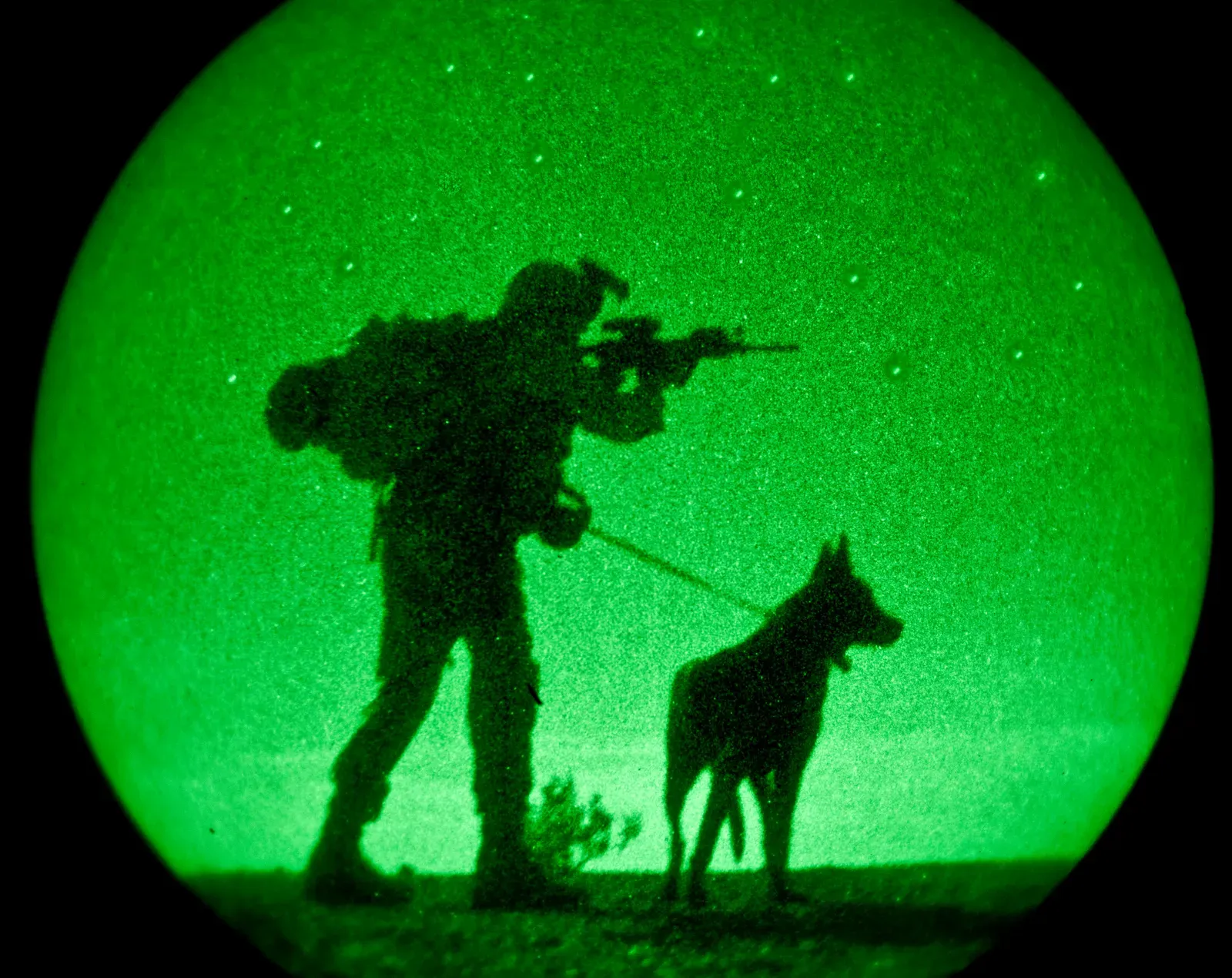 3. They Can See Clearly in the Dark - You Can't (Image Credits: Wikimedia)