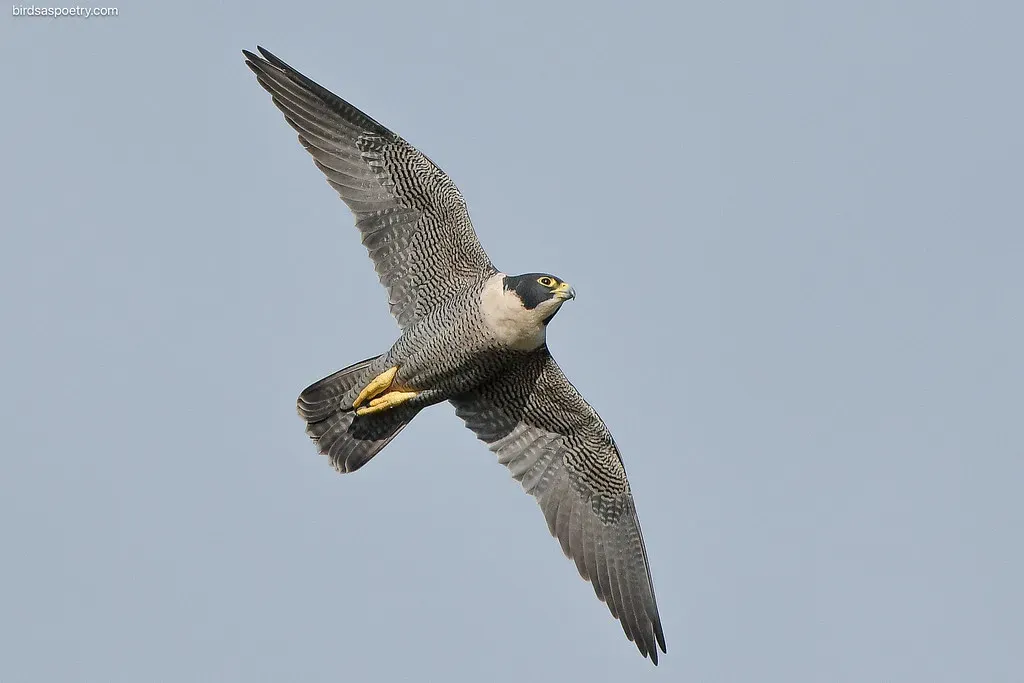 A Bird That Had No Business Being There (Image Credits: Flickr)