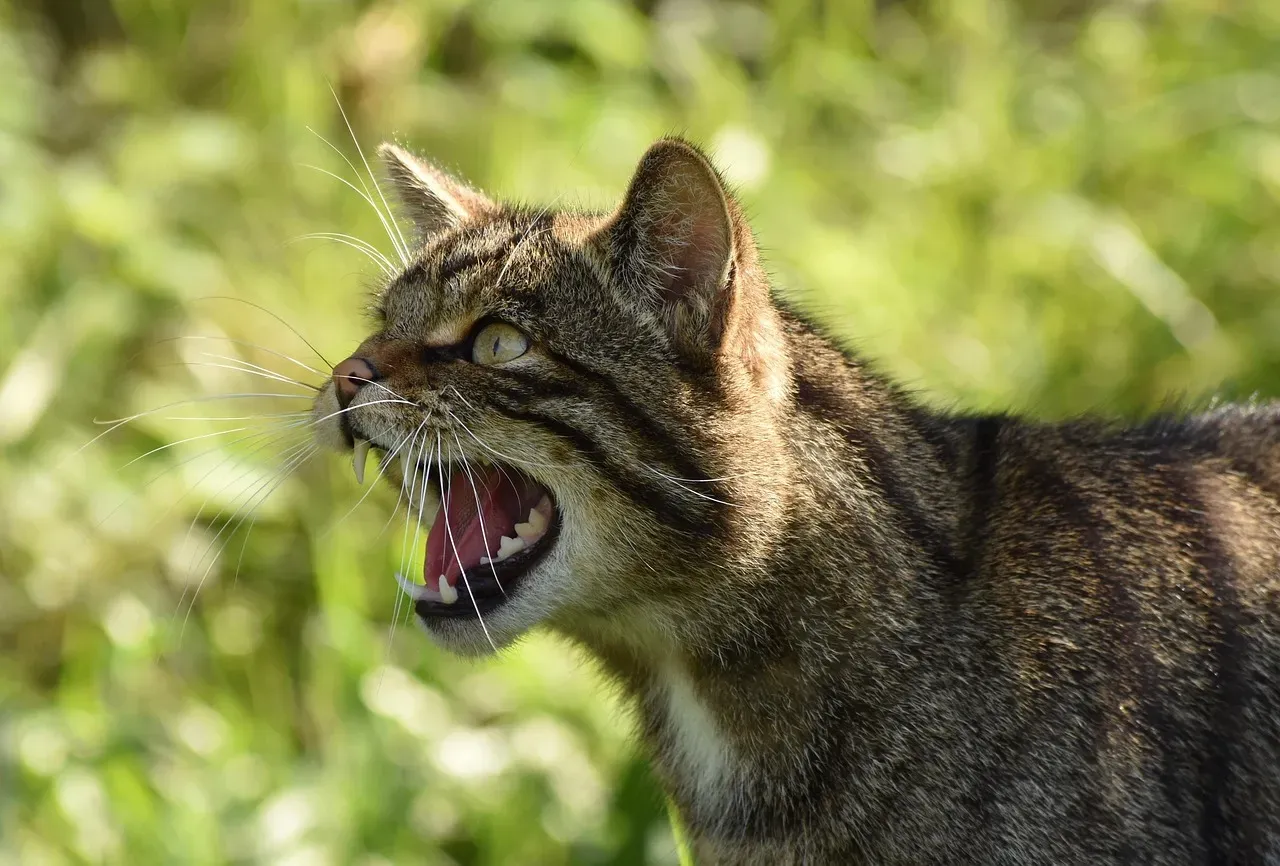 The Guttural Growl That Builds Slowly (Image Credits: Pixabay)