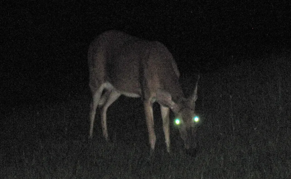 When Evolution Invents the Same Solution Twice: Convergent Night Vision (James St. John, Flickr, CC BY 2.0)