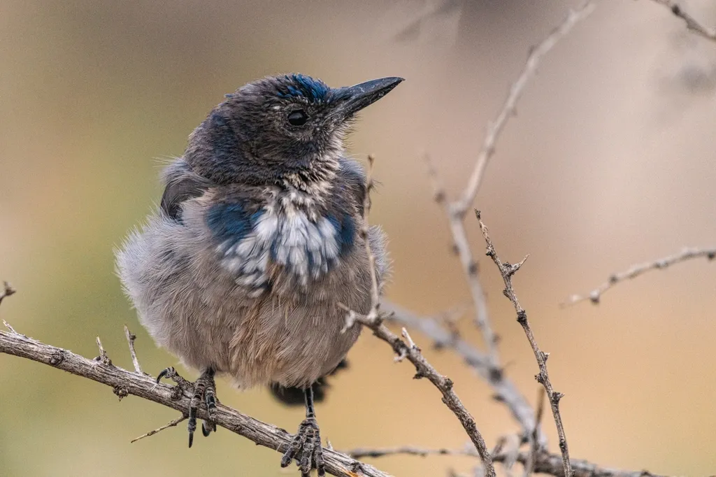 Does This Mean Scrub Jays Have A “Theory Of Mind”? (Image Credits: Rawpixel)