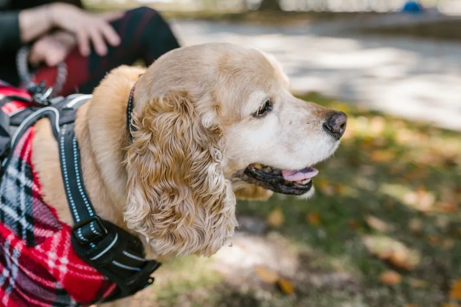 #4 - American Cocker Spaniel (The '90s Starter Dog That Fell Apart) (Image Credits: Pexels)