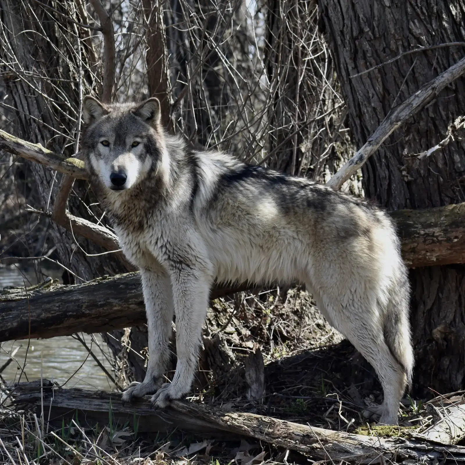 Ranchers, Counties, and a Growing Conflict (Aspen, Male Gray Wolf, Wolf Park, CC BY 2.0)