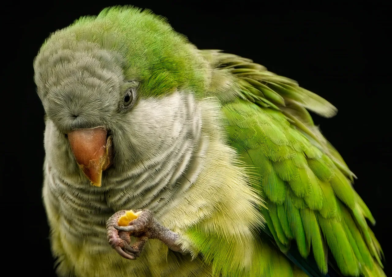 #13 - Quaker (Monk) Parakeet: Tiny Bird, Big Favorite (Image Credits: Pixabay)