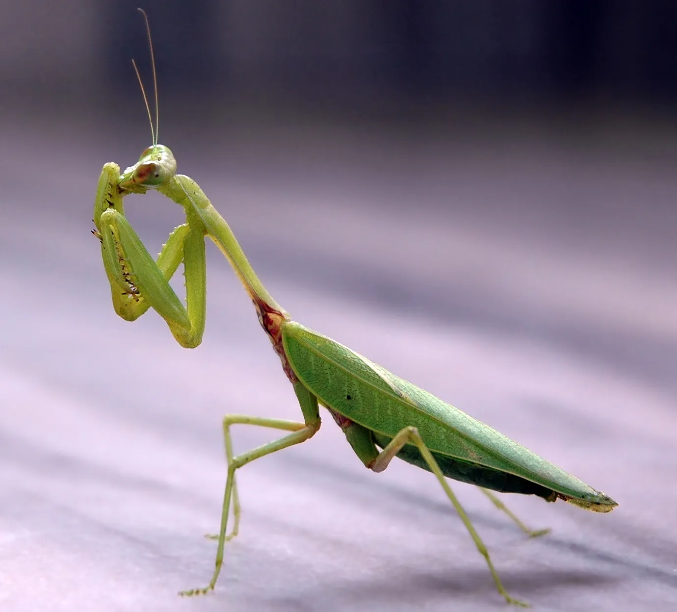 #1 It can turn its head almost all the way around (Taken at karkala, Karnataka as a praying mantis, CC BY-SA 2.0)
