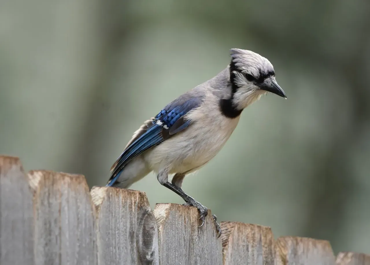 The Vocal World of Blue Jays (Image Credits: Pixabay)