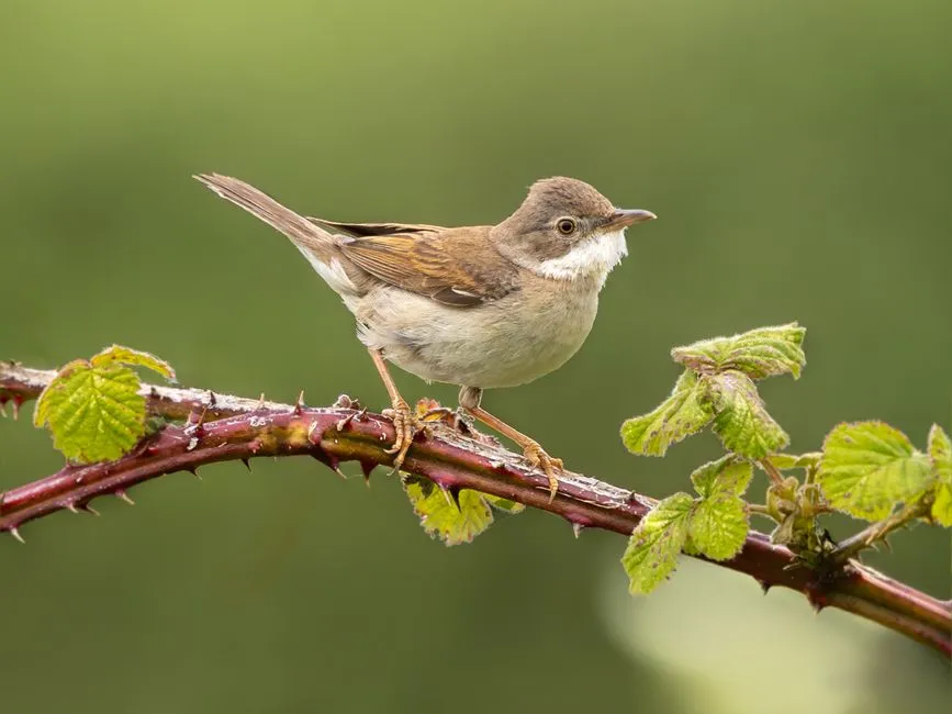 #11 - Whitethroats Are Beating the Old Records (Image Credits: Pexels)