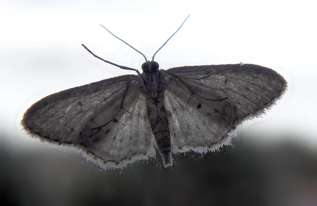 The Ecological Role of Nighttime Animals (Keith Roper, Flickr, CC BY 2.0)