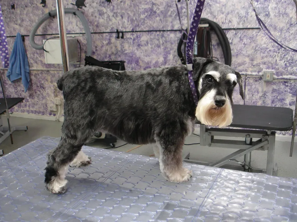 #10. Schnauzer (anglerp1, Flickr, CC BY-SA 2.0)