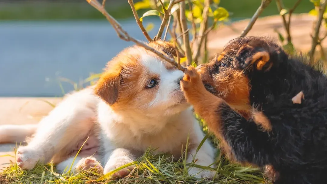 What Exactly Is Animal Altruism, and Why Does It Puzzle Scientists? (Image Credits: Unsplash)