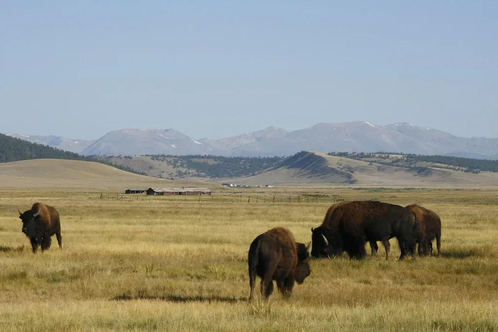 The Great Plains: Bison and the Black-Footed Ferret (markbyzewski, Flickr, CC BY 2.0)