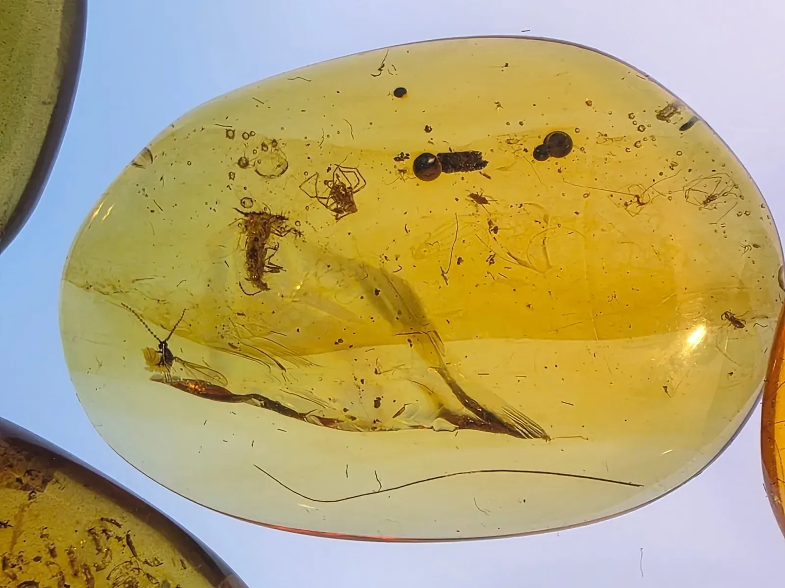 The Insect Connection That Changes Everything (Image Credits: Dr. Jose de la Fuente)