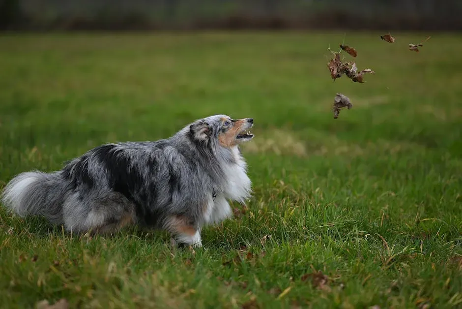 11. Shetland Sheepdog (Sheltie) (Image Credits: Pexels)