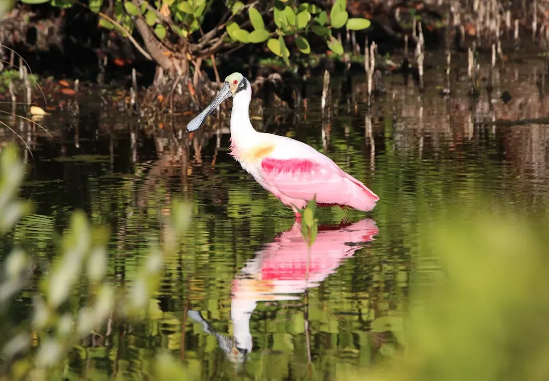 J.N. "Ding" Darling National Wildlife Refuge, Florida: Mangroves and Roseate Spoonbills (Image Credits: Unsplash)