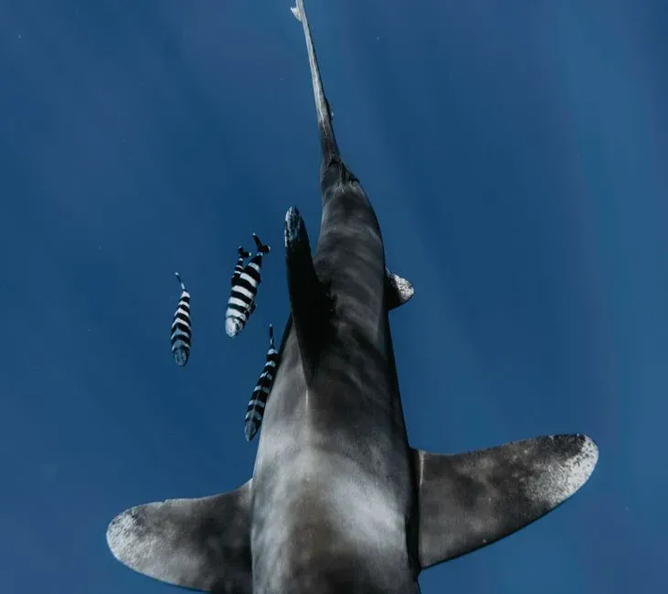 Scorpio: The Oceanic Whitetip Shark (Image Credits: Pexels)