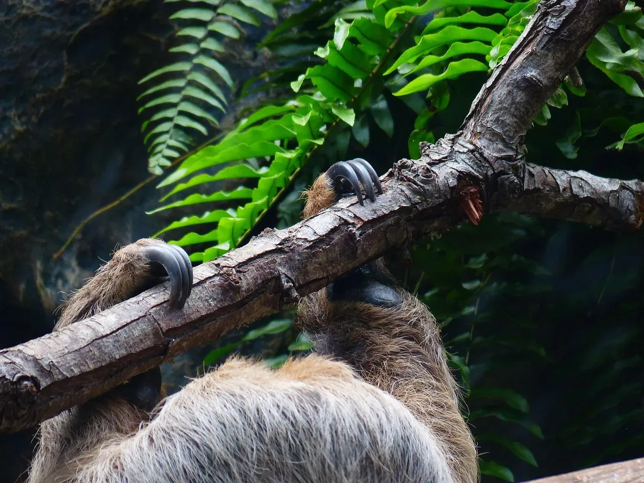 6. Their Claws Can Lock Without Using Any Muscle (Image Credits: Pixabay)