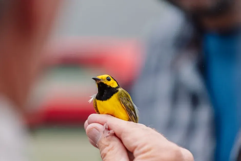 #2 - Golden-Winged Warblers Evacuate Breeding Areas Days Early (Image Credits: Pexels)