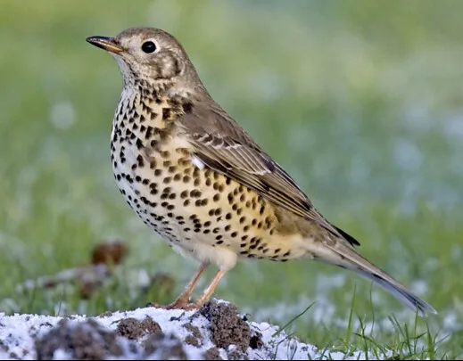 #34 - Mistle Thrushes Are Singing to Emptier Gardens (Many thanks for all your likes and comments. Great, Flickr, CC BY 2.0)