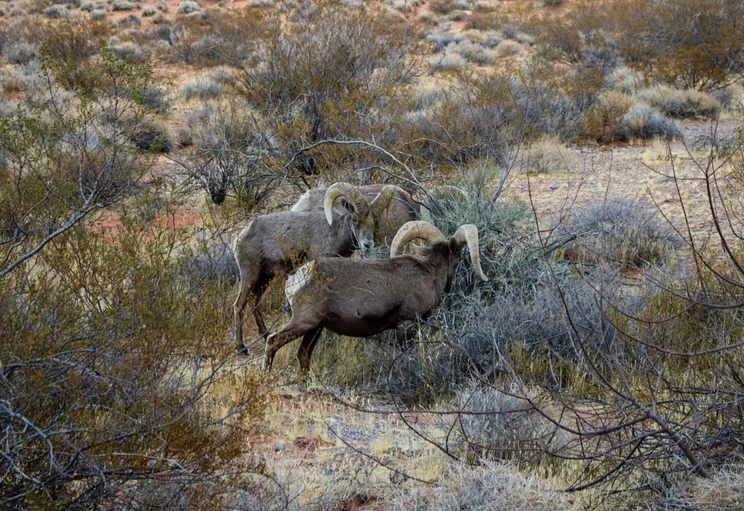 They Nearly Disappeared From the American Southwest (Image Credits: Unsplash)