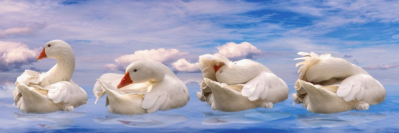 Create Clean Compositions and Backgrounds (Image Credits: Pixabay)
