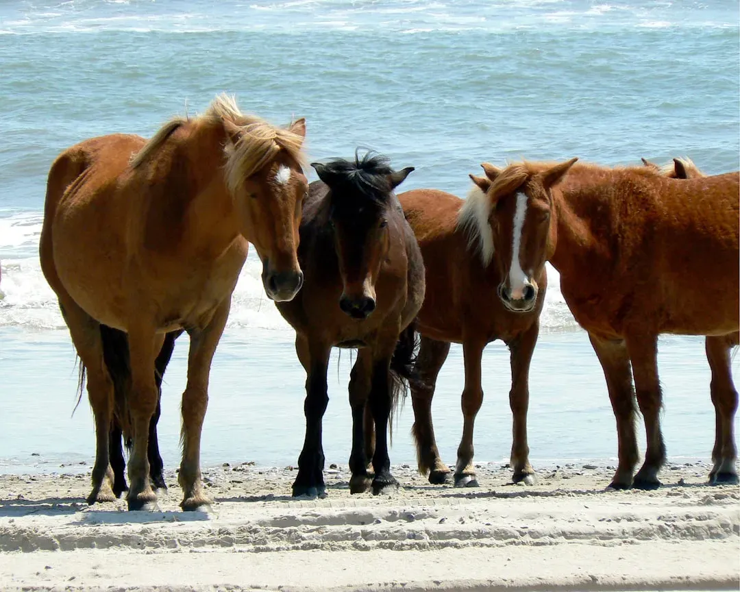 North Carolina: Beach Horses of the Outer Banks (Image Credits: Unsplash)