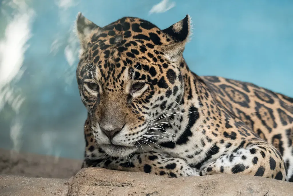 Aries (March 21 – April 19): The Jaguar (jinkemoole, Flickr, CC BY 2.0)