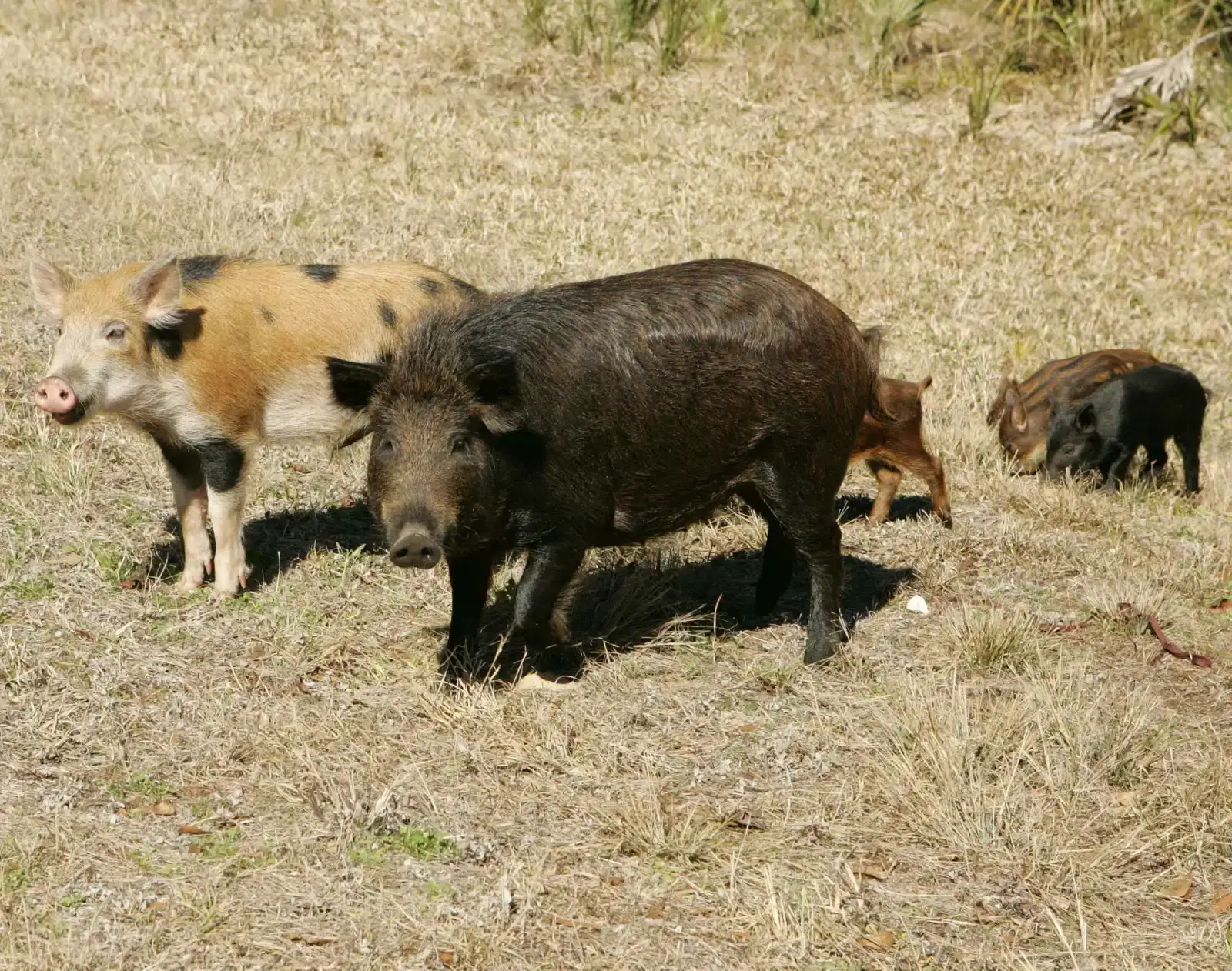 They Reproduce at an Alarming Rate (Image Credits: Wikimedia)