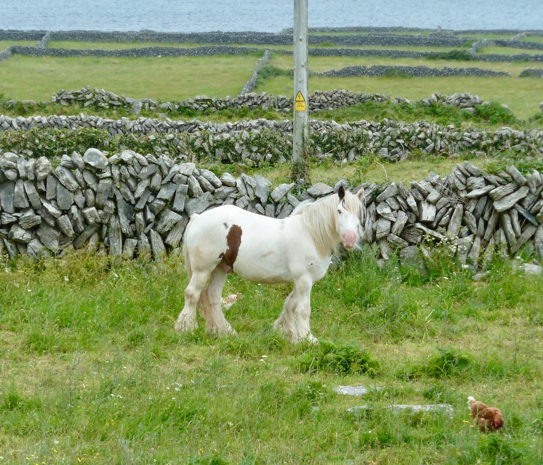Shetland Pony: The Mighty Mini (Image Credits: Unsplash)