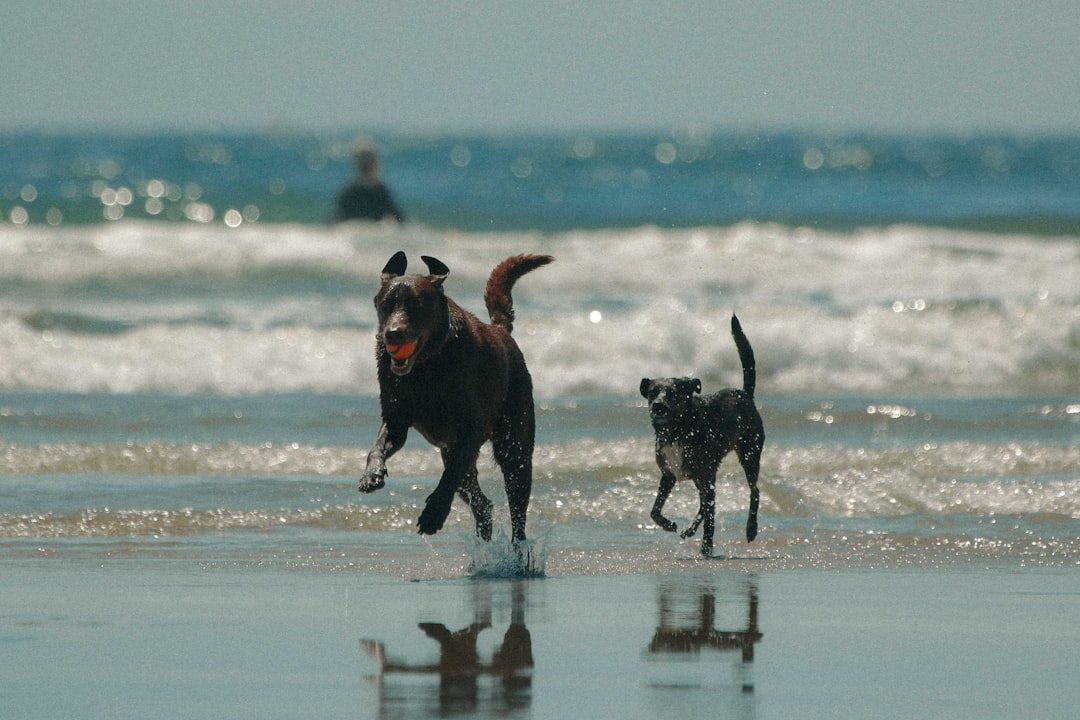 San Diego, California: Where Perfect Weather Meets Pet Paradise (Image Credits: Unsplash)