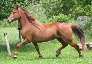 Canadian Horse: The Little Iron Horse (Image Credits: Wikimedia)
