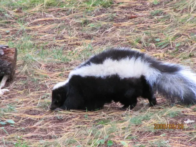 #4: Skunks Only Carry Enough Spray for Five or Six Uses (wallygrom, Flickr, CC BY-SA 2.0)