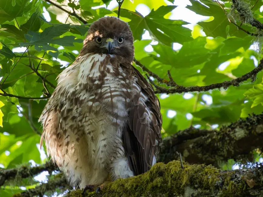 Energy Management for These Birds of Prey (Image Credits: Pexels)
