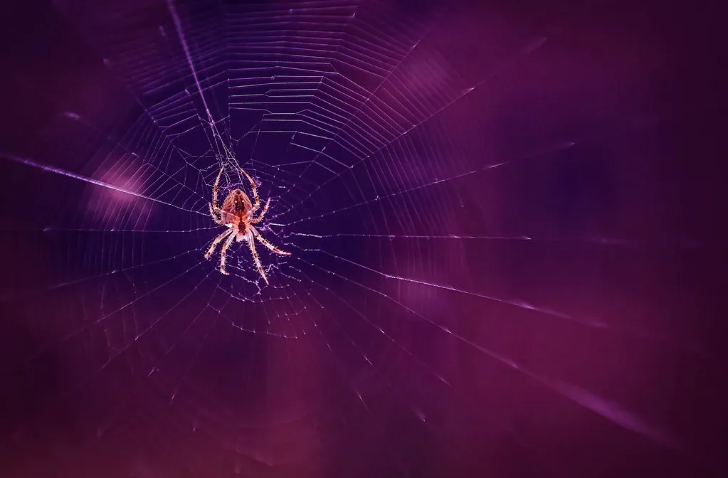 5. Spiders: Engineers of Silk Stronger Than Steel (Image Credits: Flickr)