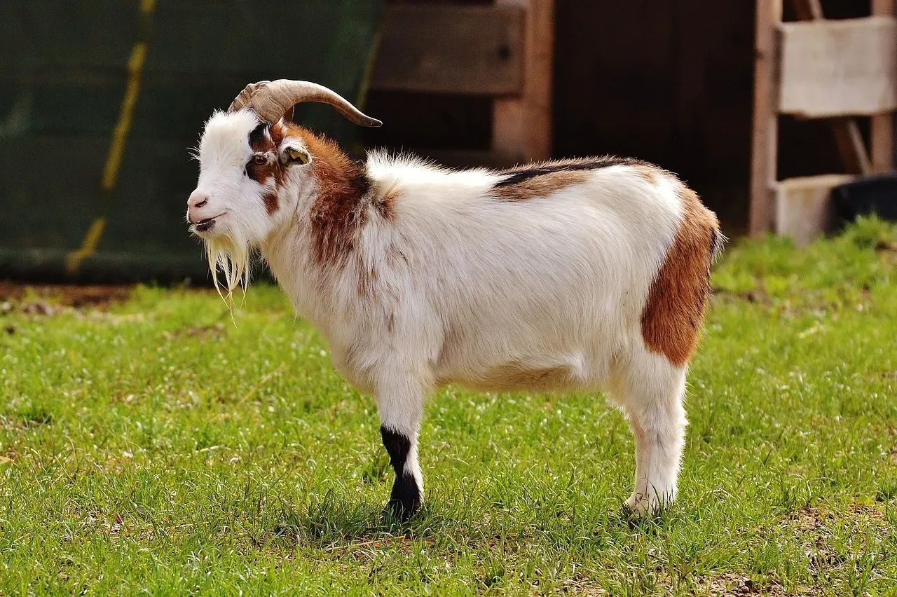 Farm Sanctuary, New York and California (Image Credits: Pixabay)