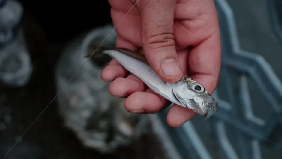 The Viperfish: Nightmare Fuel With Fangs to Match (Image Credits: Pexels)