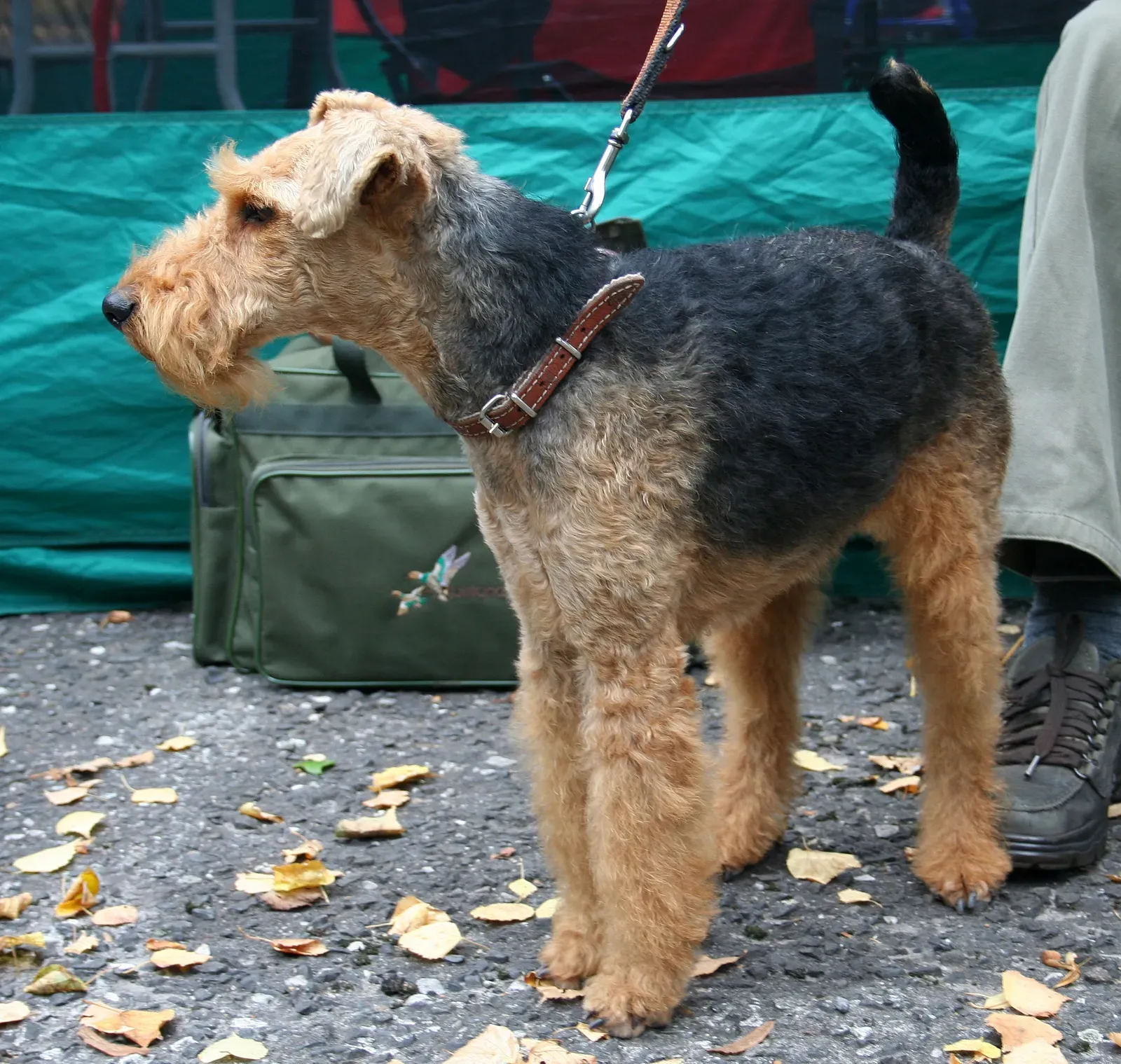 14. Welsh Terrier: The Spirited Hunter (Image Credits: Wikimedia)
