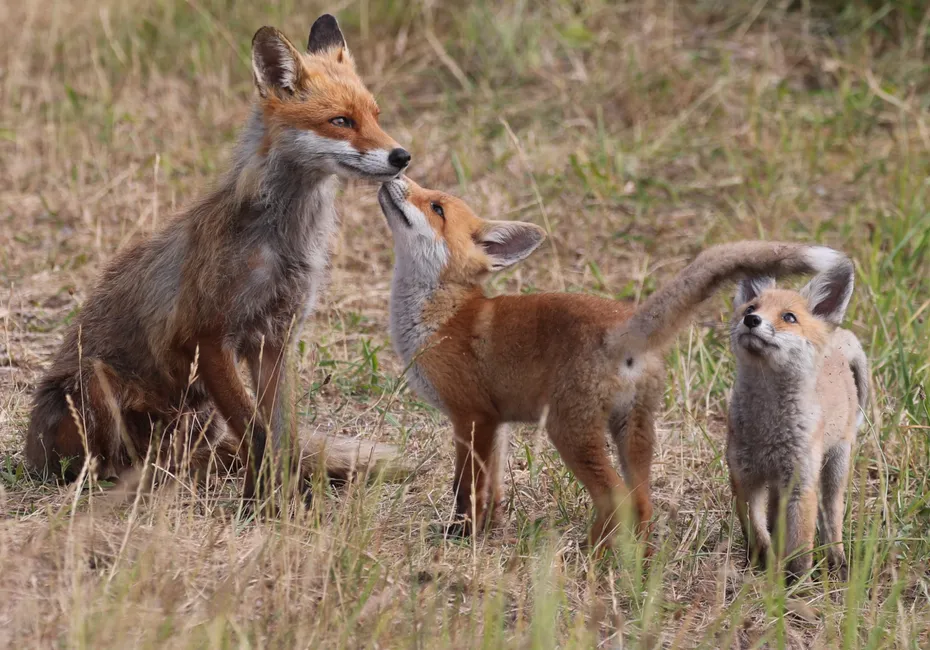 6. Using Multiple Dens (Image Credits: Pexels)
