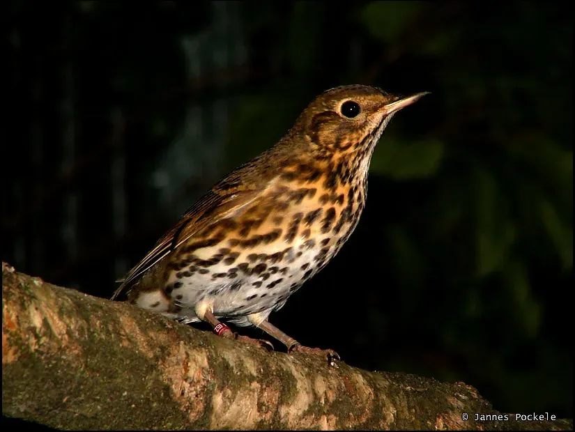 What Birdsong Does to the Human Brain (And Why It Matters) (Image Credits: Flickr)