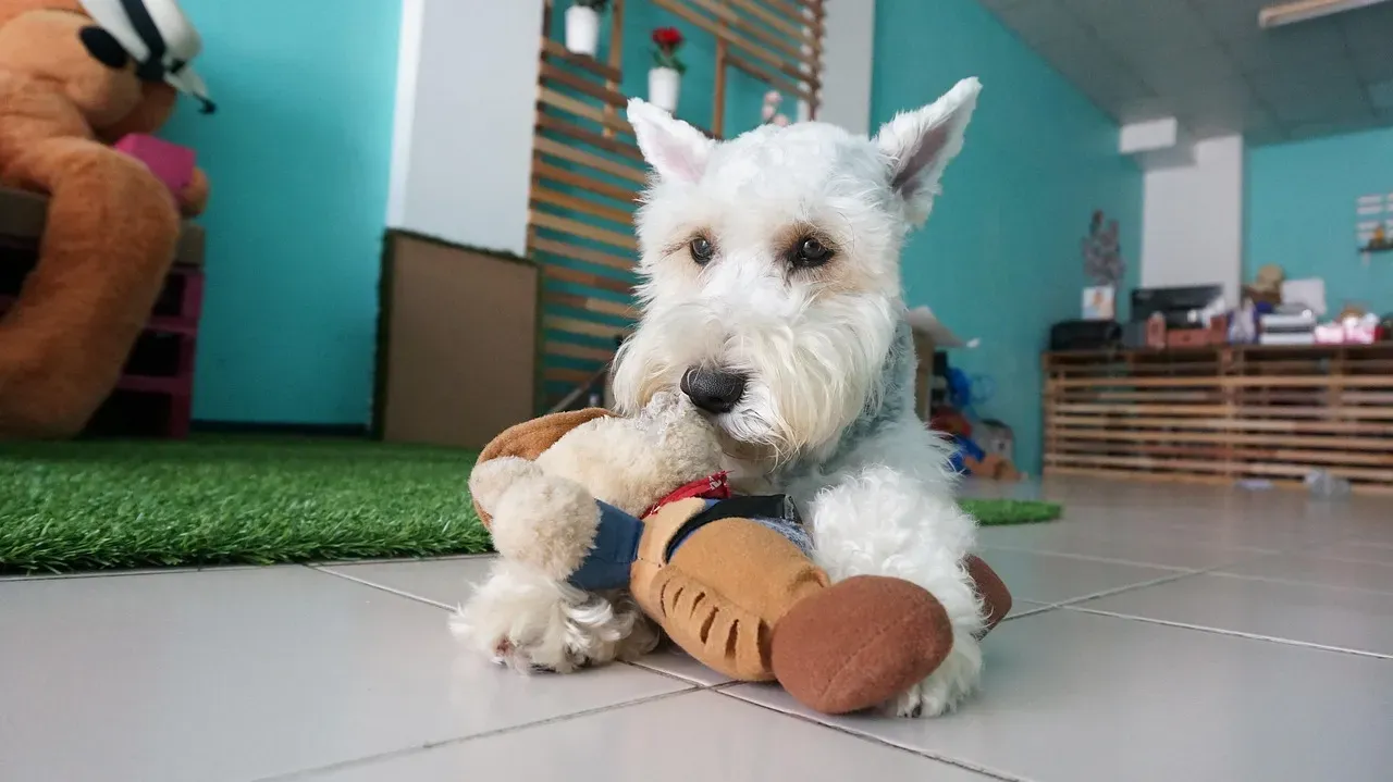 They're Smarter Than Most Dogs and Possibly Smarter Than You Think (Image Credits: Pixabay)
