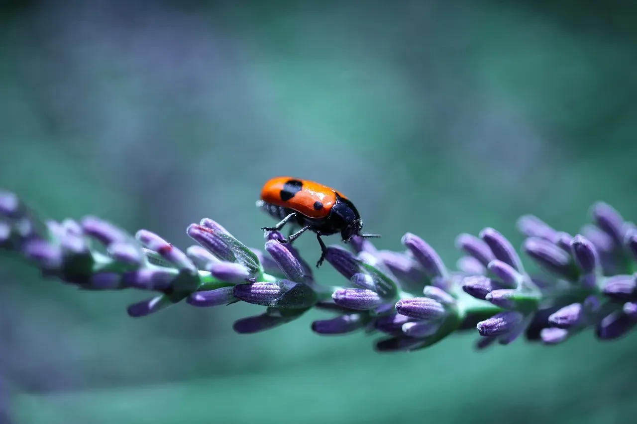 Lavender: Beautiful, Calming, and Absolutely Terrifying to Ants (Image Credits: Pixabay)