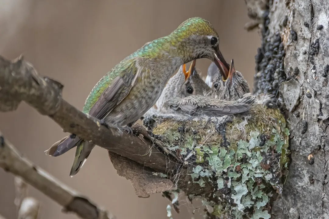 #18 - Females Silently Time Their Rest Around Their Chicks' Survival (Image Credits: Unsplash)